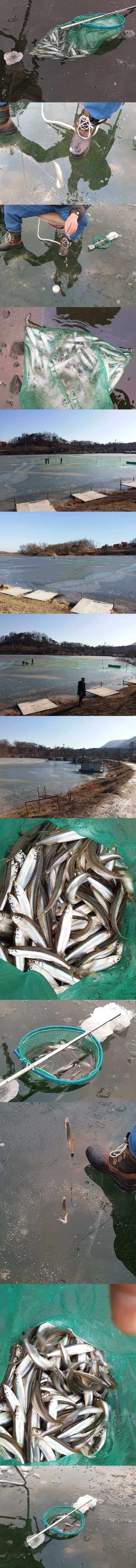 고초골지 빙어씨알 마릿수 좋습니다 (조황조행기 - 특파원조황)