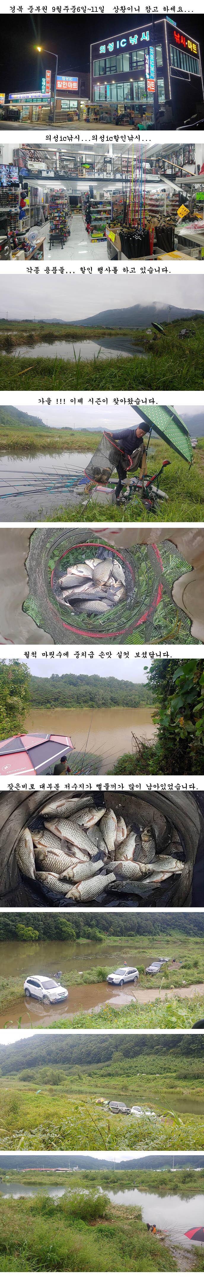 경북의성권 조황입니다 (조황조행기 - 특파원조황)