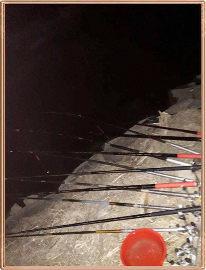 진위천 조황 소식 (조황조행기 - 특파원조황)