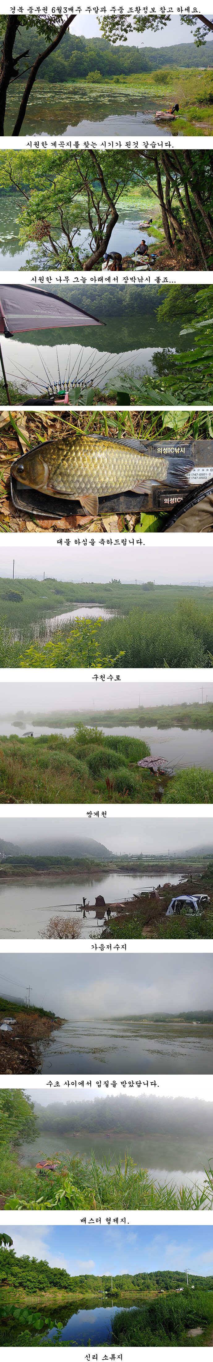 경북북부권 조황 (조황조행기 - 특파원조황)