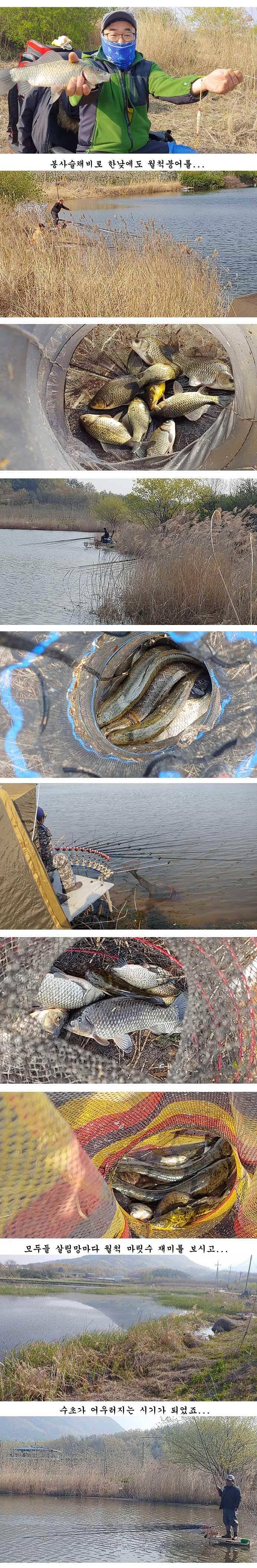 경북북부권 대물붕어 조황입니다 (조황조행기 - 특파원조황)