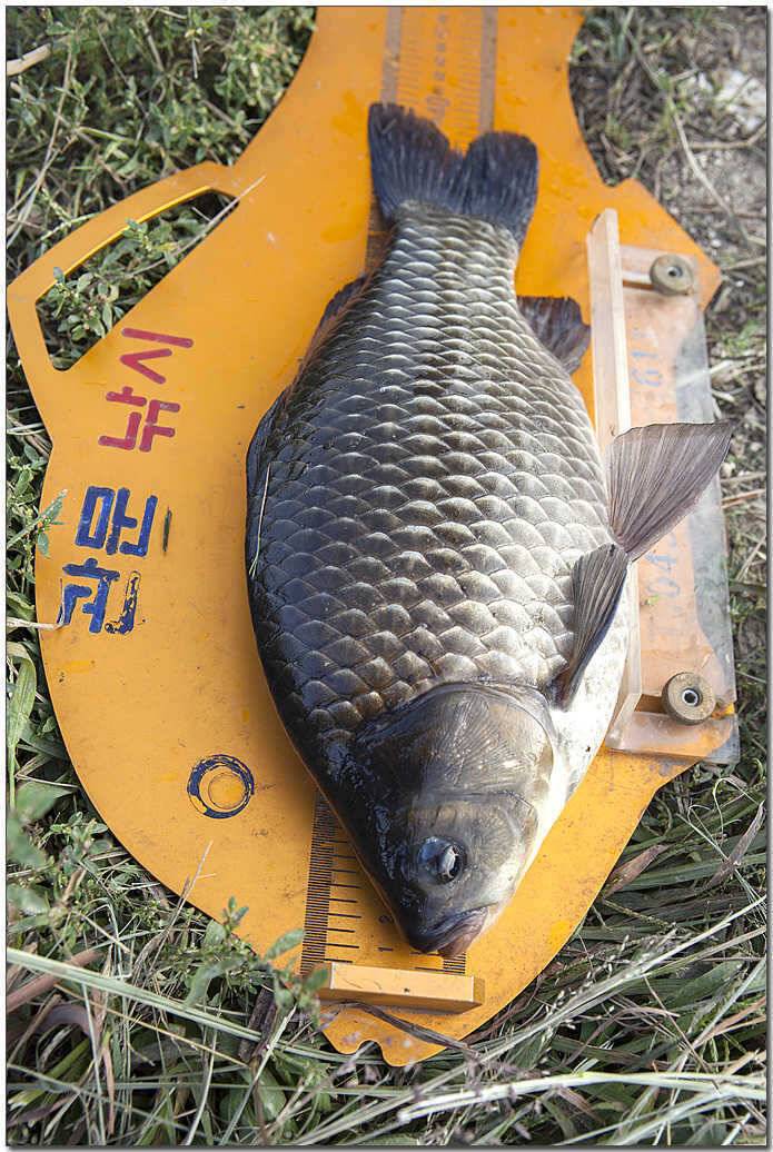 소류지 대물충주권 조황 (조황조행기 - 특파원조황)