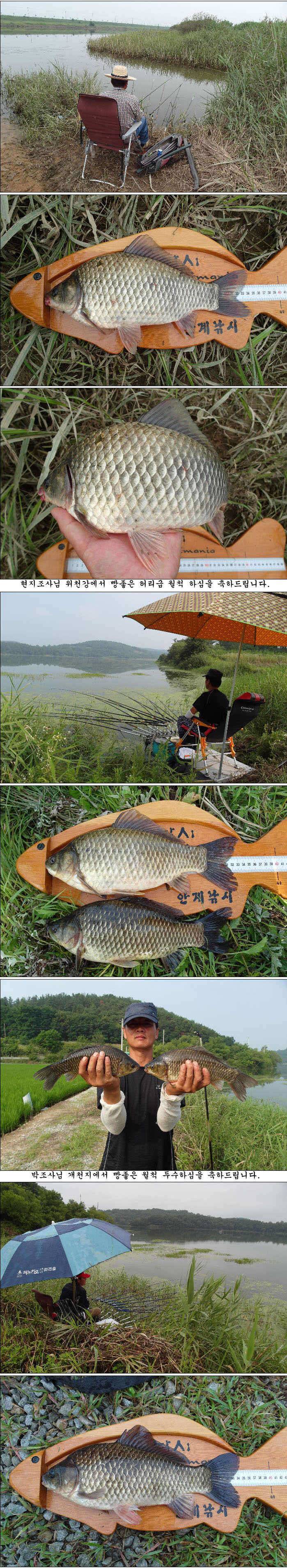 40539385cm과 허리급에 마릿수 조황 (조황조행기 - 특파원조황)