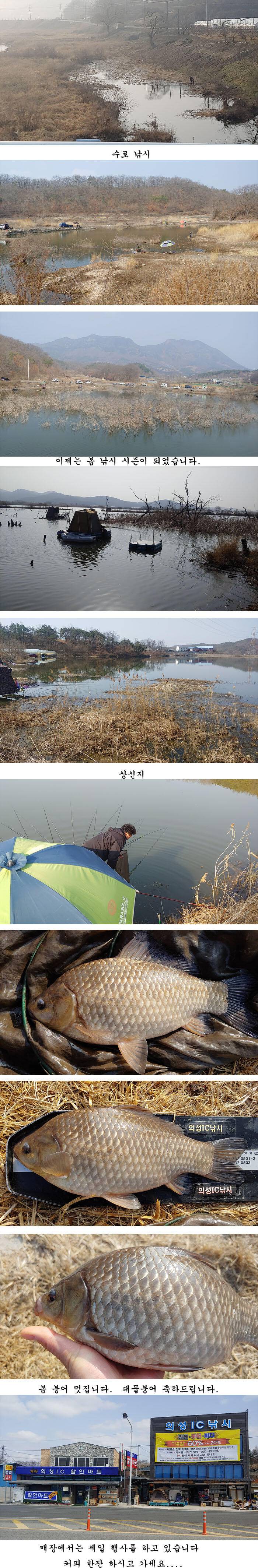 경북북부권 부분적인산란이 시작되고 (조황조행기 - 특파원조황)