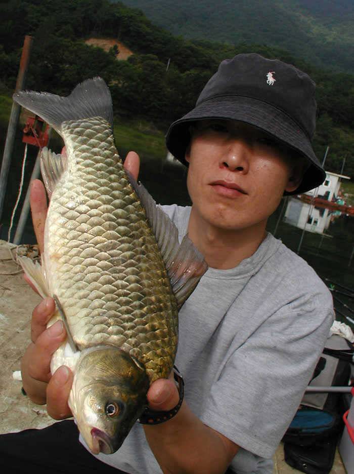 충주호 솔낚시터에서는 4자대물로 노지에서는 마릿수 대박을 이어갑니다 (조황조행기 - 특파원조황)