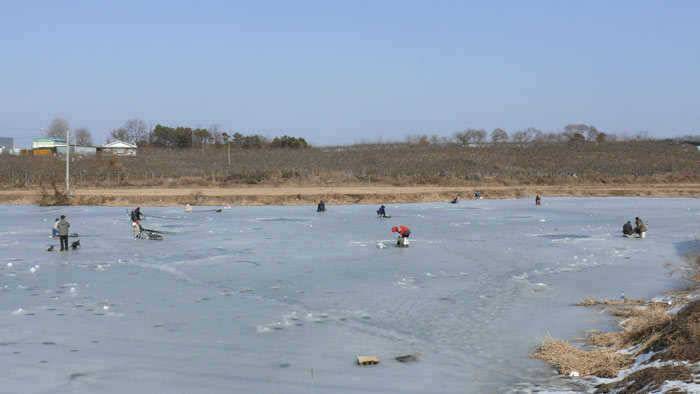 오산권 막바지 얼음낚시 조황 (조황조행기 - 특파원조황)