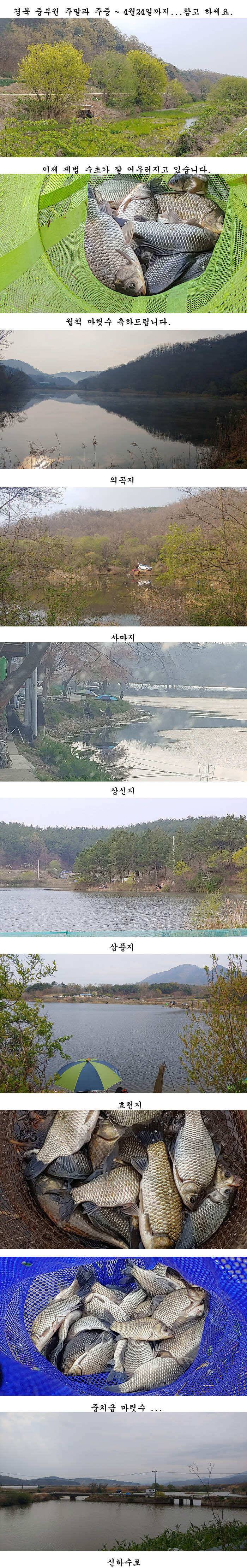 경북북부권 봄엔 대물붕어 마릿수 (조황조행기 - 특파원조황)