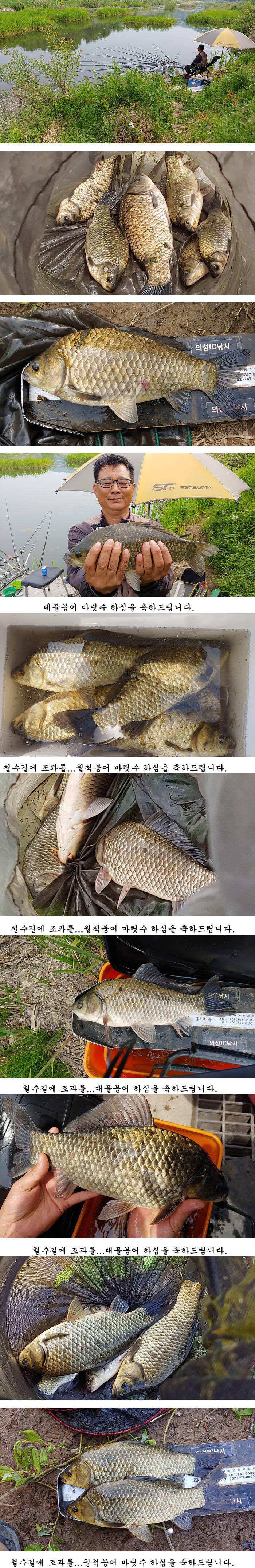 배수걱정없는 의성권북부와동부 (조황조행기 - 특파원조황)