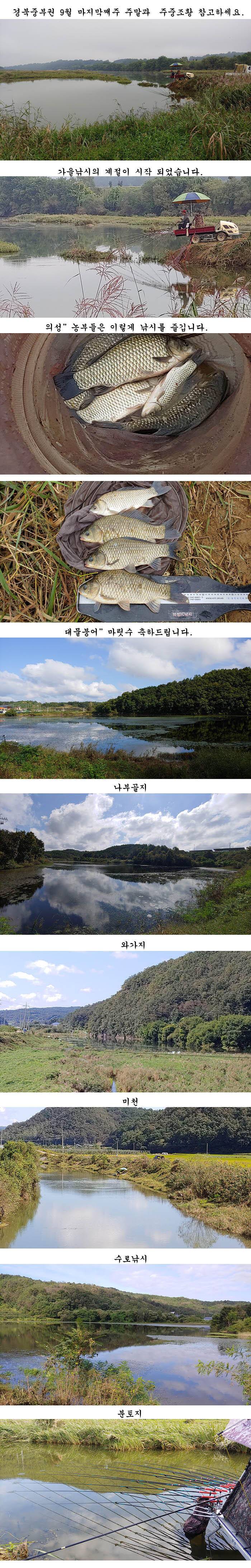 경북북구권 마름수초가 부분적으로 삭아내리기 시작하고 (조황조행기 - 특파원조황)