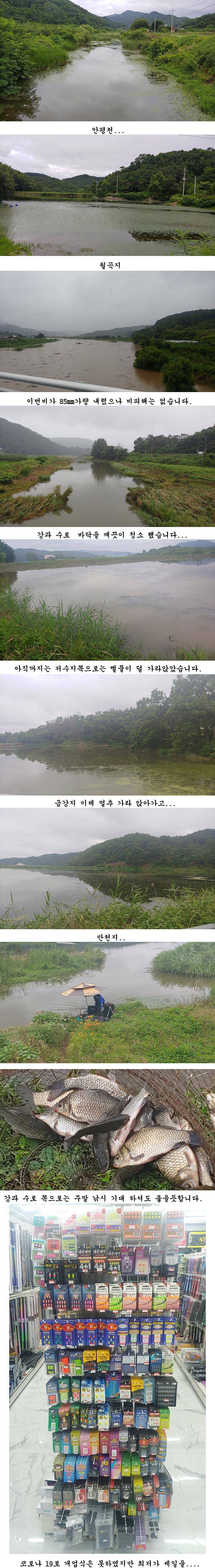 의성권 조황입니다 (조황조행기 - 특파원조황)