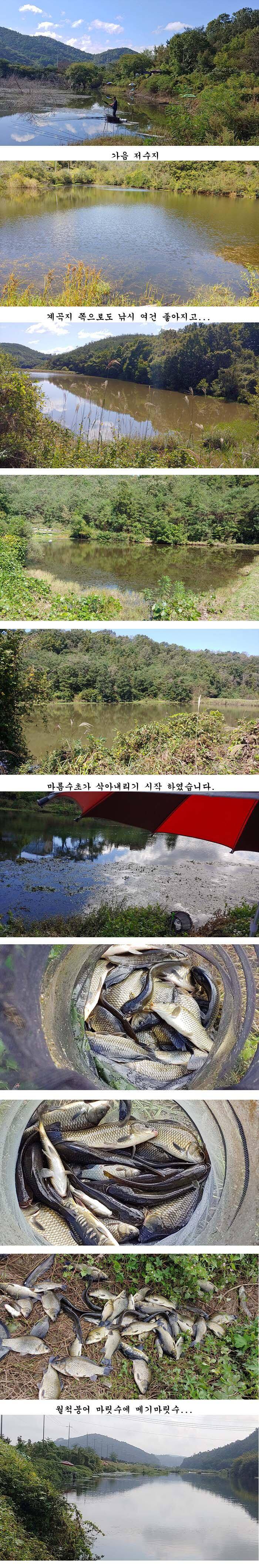경북북구권 마름수초가 부분적으로 삭아내리기 시작하고 (조황조행기 - 특파원조황)