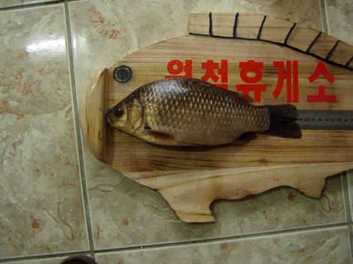 영천권 조황소식 (조황조행기 - 특파원조황)
