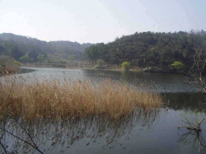 영천권 조황소식 (조황조행기 - 특파원조황)
