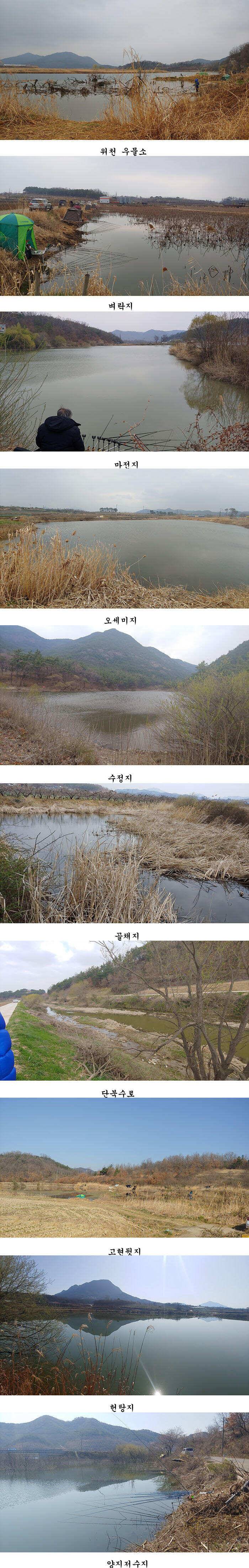 경북 의성권 붕어 조황 (조황조행기 - 특파원조황)