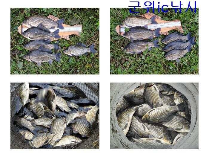 위천강 초대박과 가음지 오름수위 (조황조행기 - 특파원조황)