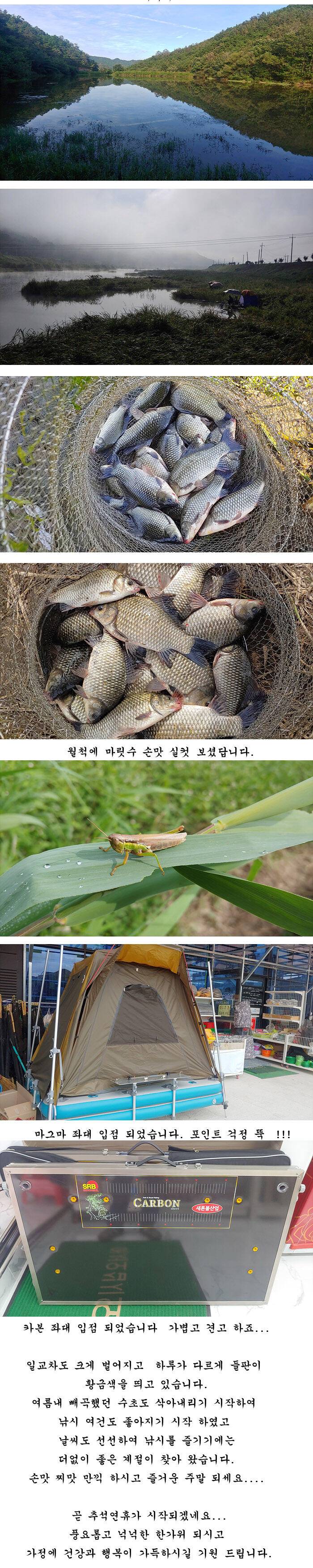 의성권 조황입니다 (조황조행기 - 특파원조황)