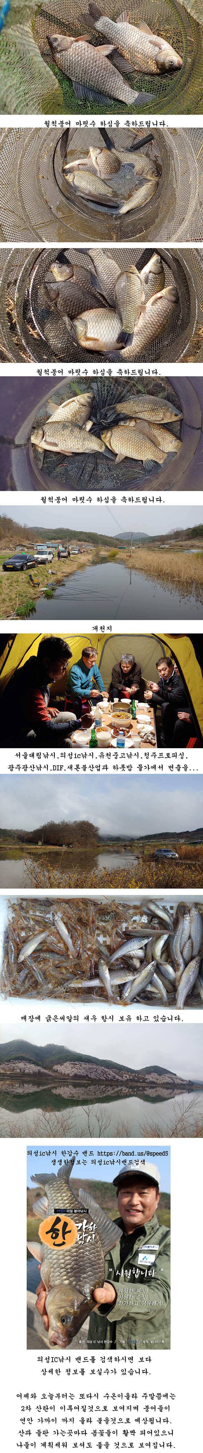 경북 의성권 붕어 조황 (조황조행기 - 특파원조황)