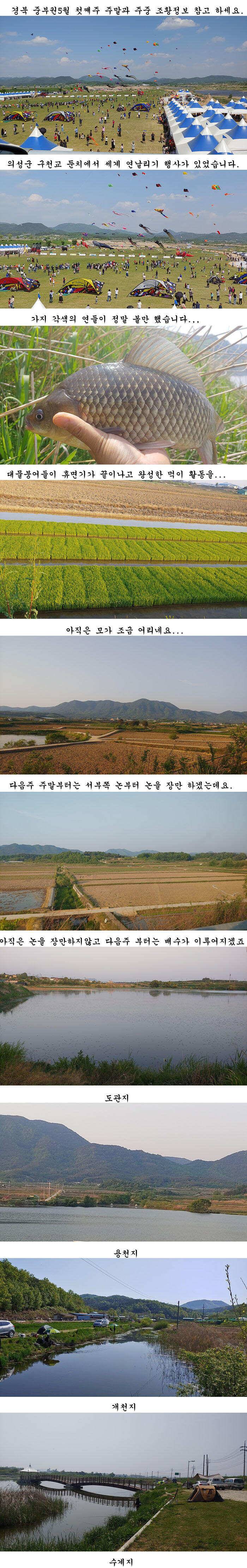 경북의성권 조황입니다 (조황조행기 - 특파원조황)