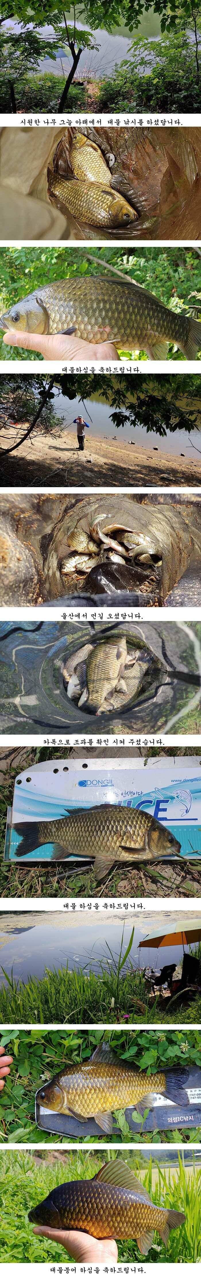 경북중부권 조황 (조황조행기 - 특파원조황)