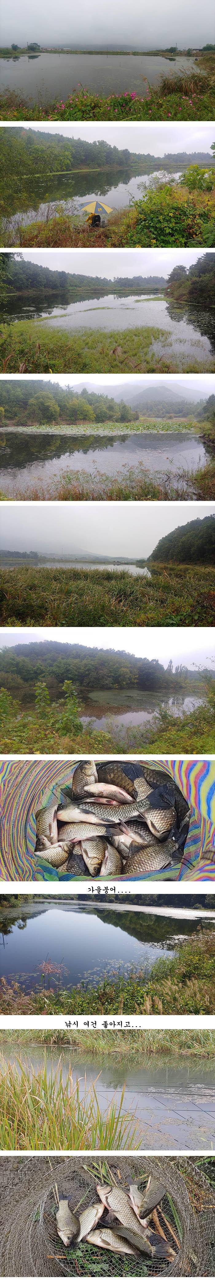 의성권 조황입니다 (조황조행기 - 특파원조황)