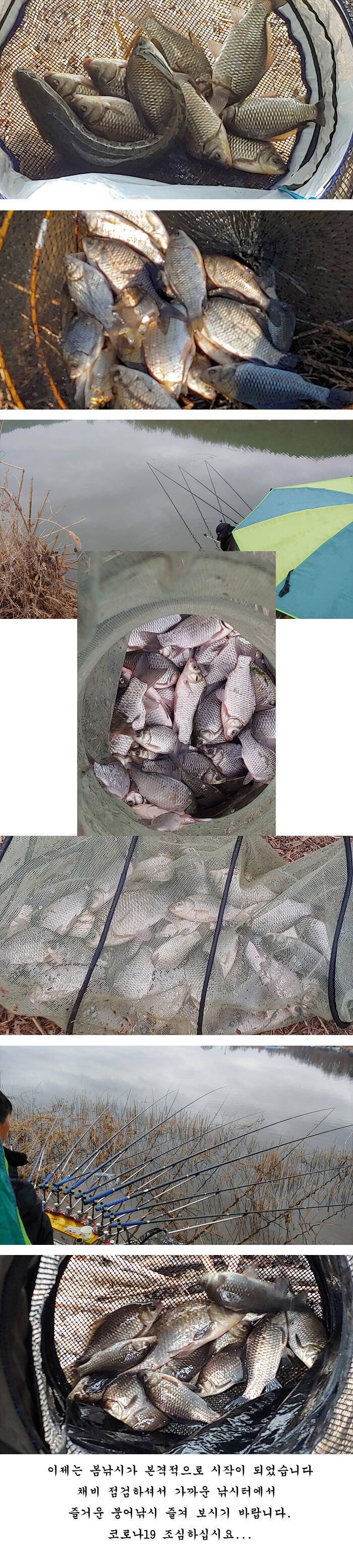 경북북부권 월척마릿수 조황 (조황조행기 - 특파원조황)