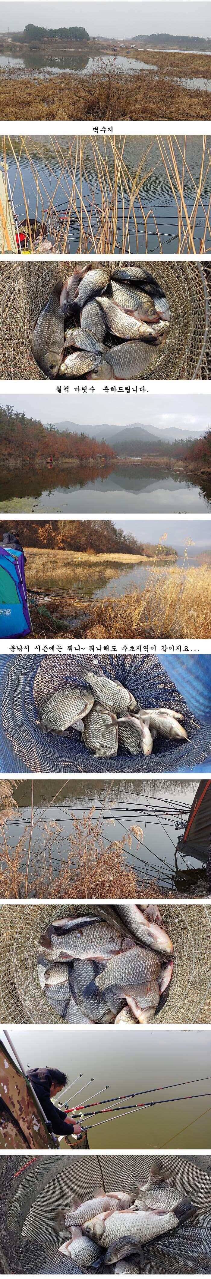 경북의성권 조황입니다 (조황조행기 - 특파원조황)