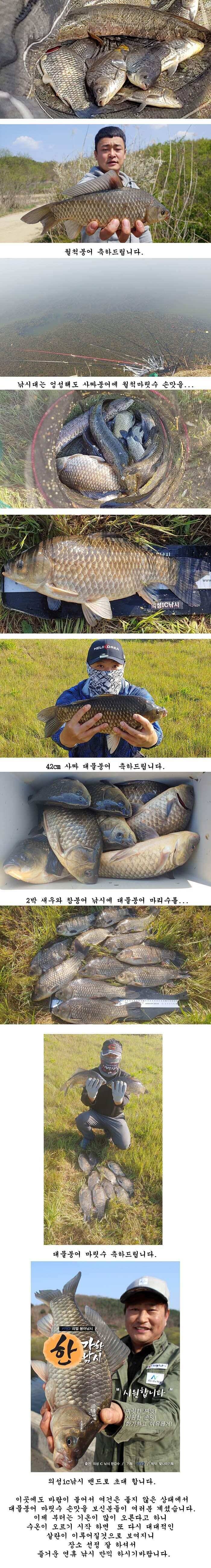 경북북부권 대물붕어 조황입니다 (조황조행기 - 특파원조황)