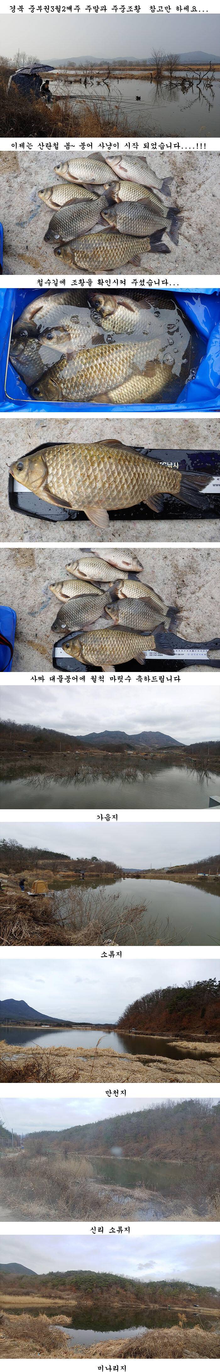 경북북부권 부분적인산란이 시작되고 (조황조행기 - 특파원조황)