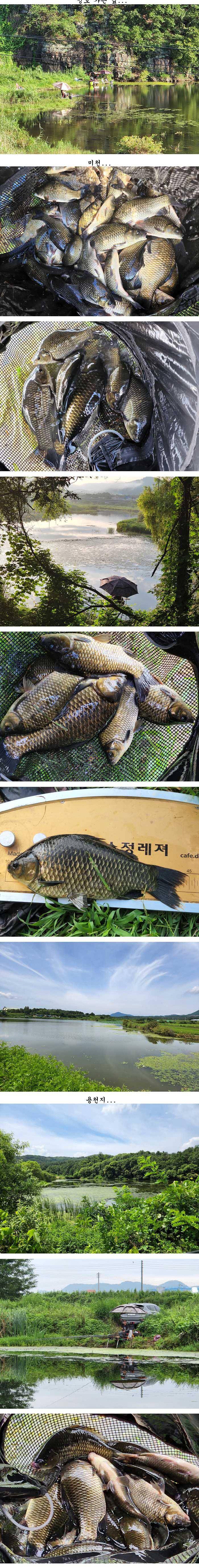경북북부권 조황입니다 (조황조행기 - 특파원조황)