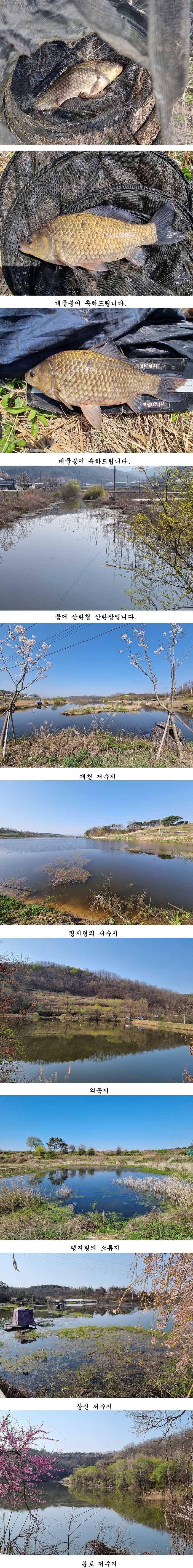 경북북부권 평지형저수지 휴면기 끝이나고 먹이활동시작 (조황조행기 - 특파원조황)