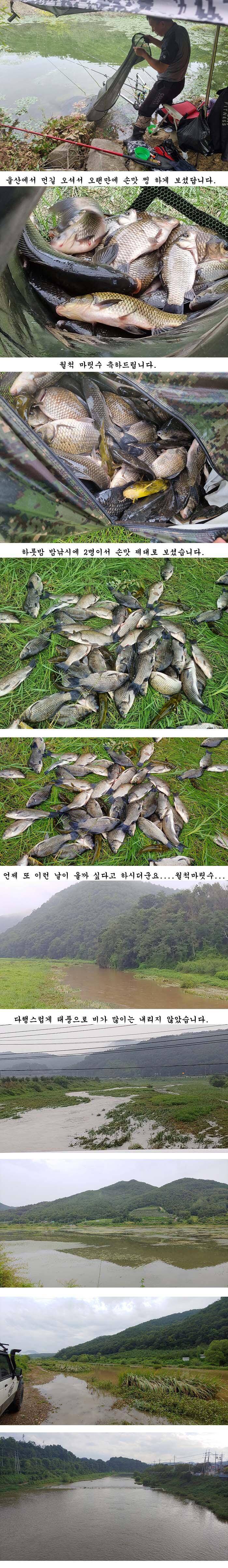 경북북부권 가을붕어낚시의 시작입니다 (조황조행기 - 특파원조황)