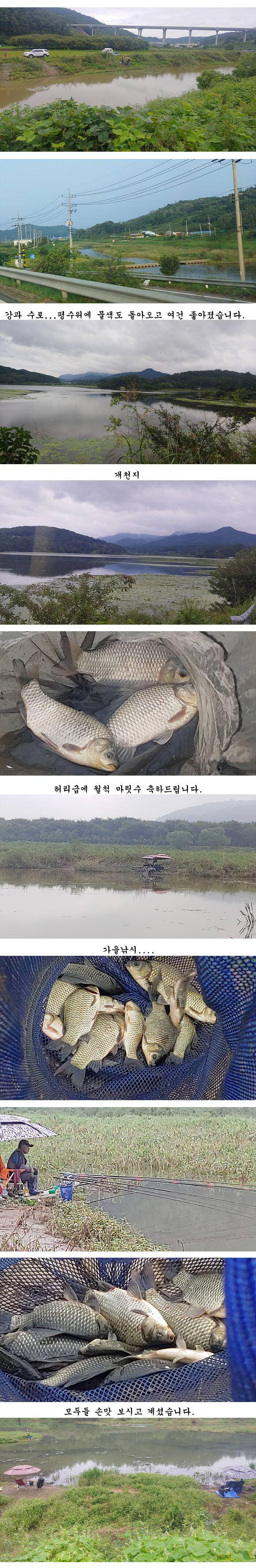 경북의성권 조황입니다 (조황조행기 - 특파원조황)