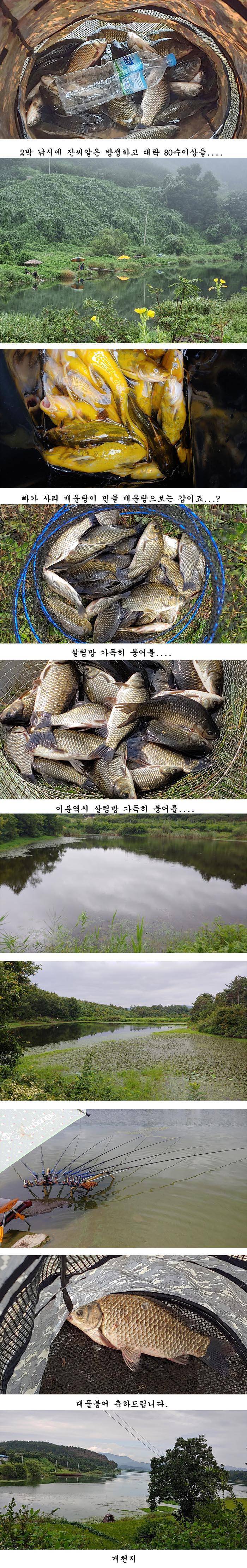 경북북부권 가을붕어낚시의 시작입니다 (조황조행기 - 특파원조황)