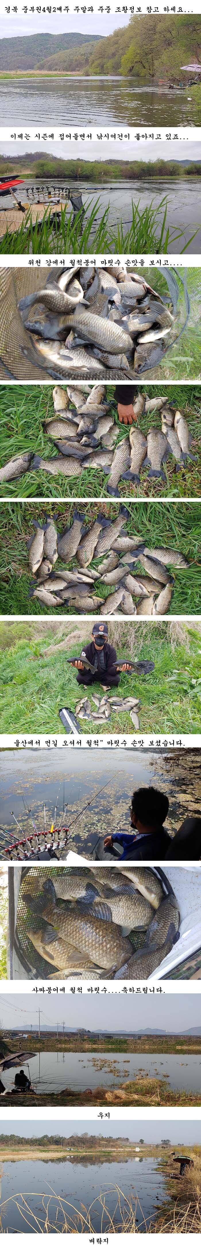 경북북부권 1차2차산란이 이어지고대물사짜 조황도이어지고 (조황조행기 - 특파원조황)