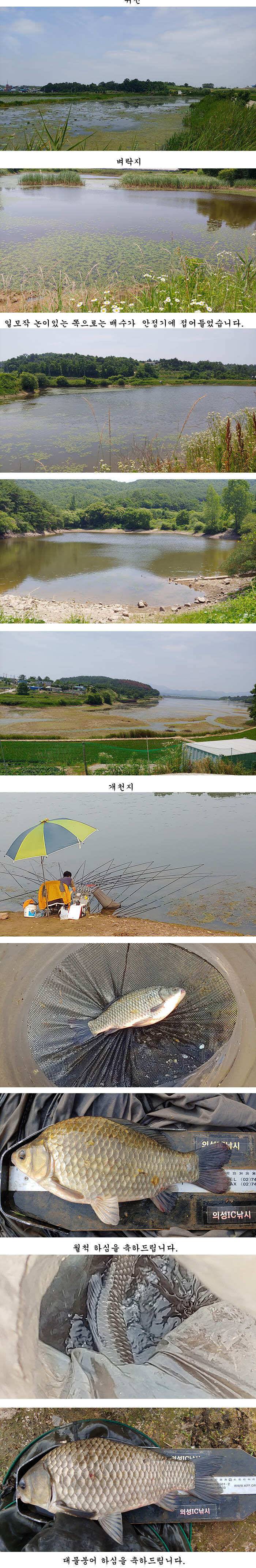 경북북부권 조황 (조황조행기 - 특파원조황)