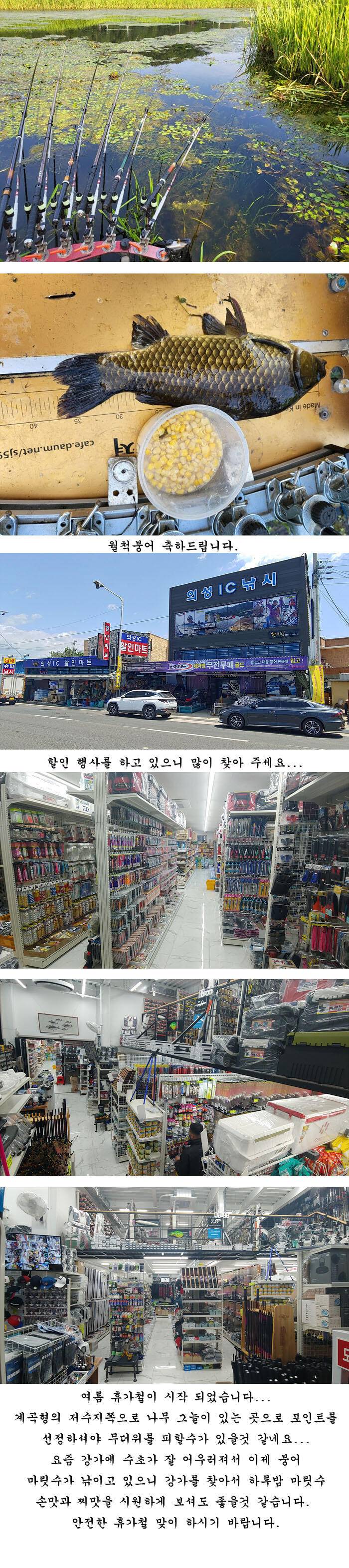 경북북부권 조황입니다 (조황조행기 - 특파원조황)