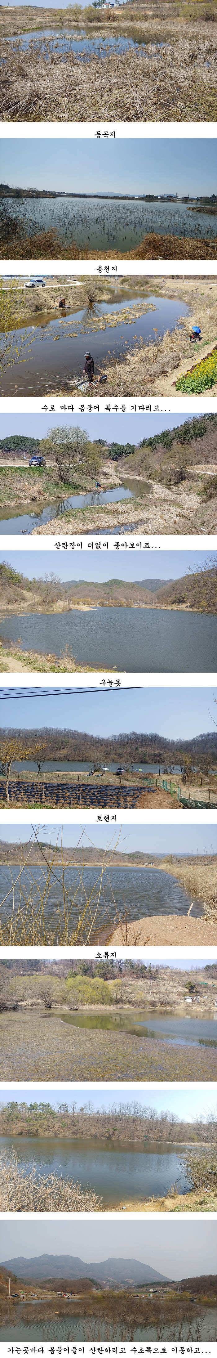 경북 의성권 붕어 조황 (조황조행기 - 특파원조황)