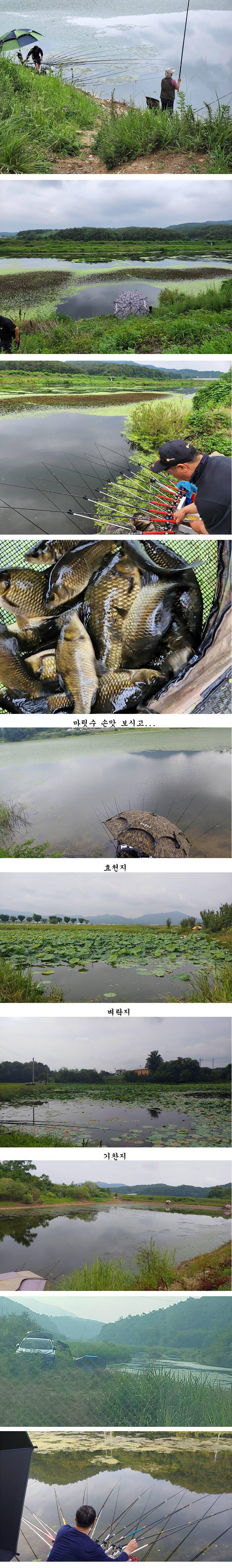 경북북부권 조황입니다 (조황조행기 - 특파원조황)