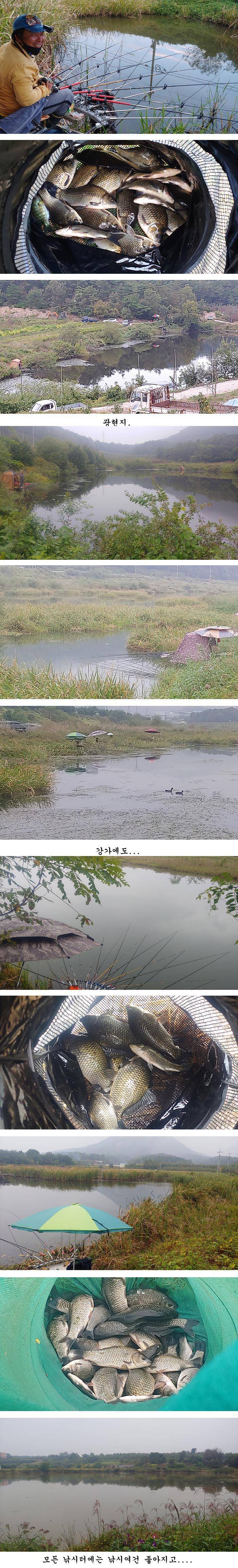 의성권 조황입니다 (조황조행기 - 특파원조황)
