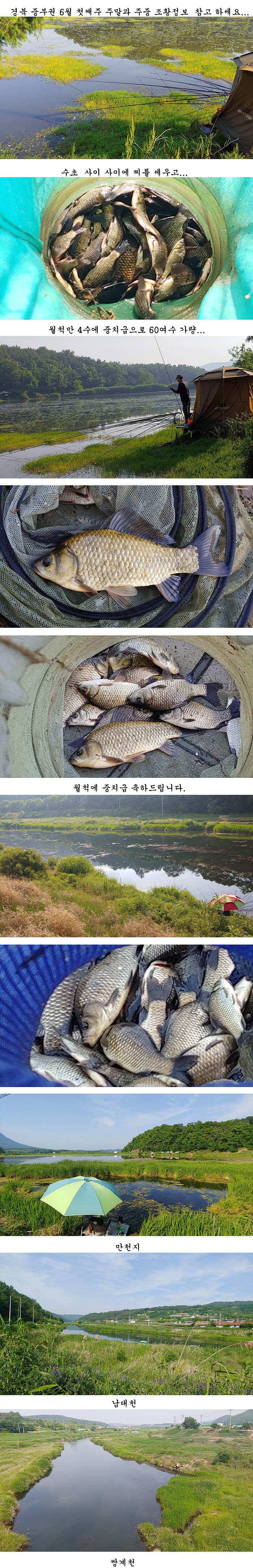 경북중부권 조황 (조황조행기 - 특파원조황)