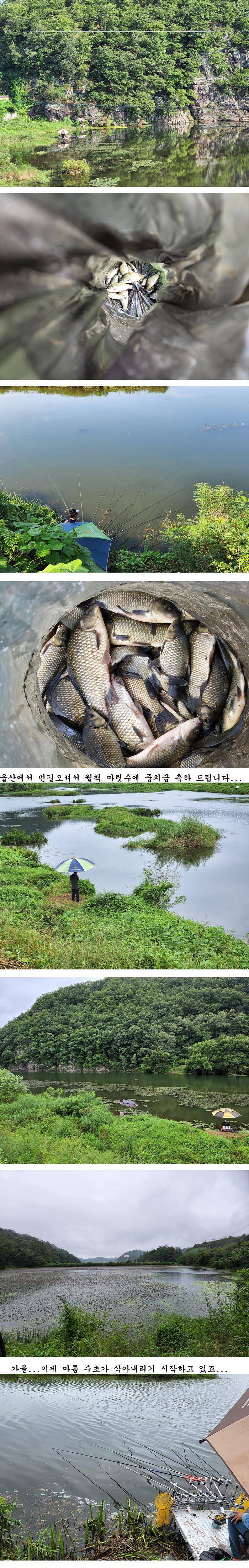 경북북부권 조황입니다 (조황조행기 - 특파원조황)