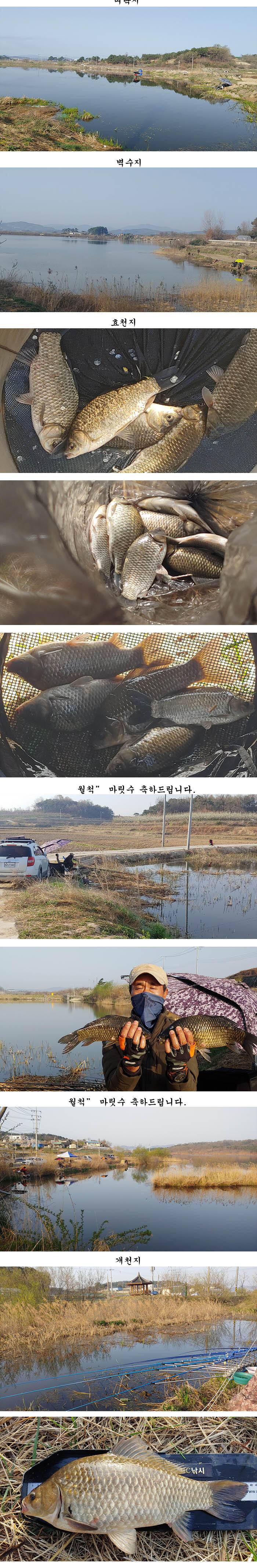 경북북부권 1차2차산란이 이어지고대물사짜 조황도이어지고 (조황조행기 - 특파원조황)