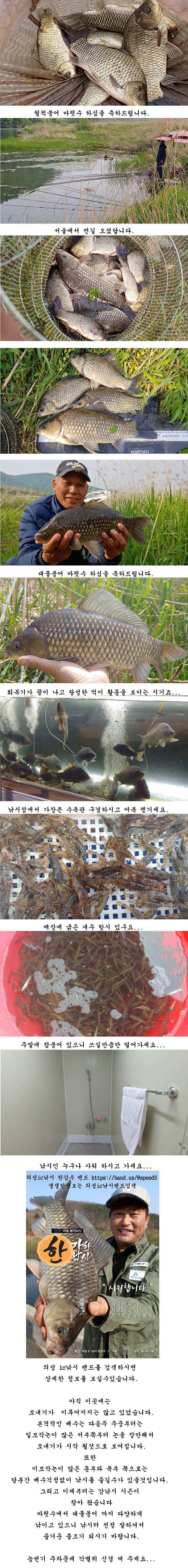 경북의성권 조황입니다 (조황조행기 - 특파원조황)
