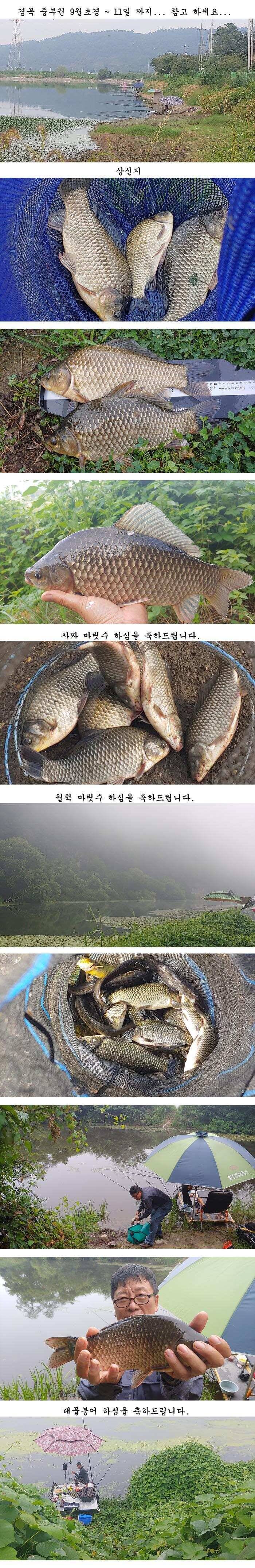 경북북부권 조황입니다 (조황조행기 - 특파원조황)