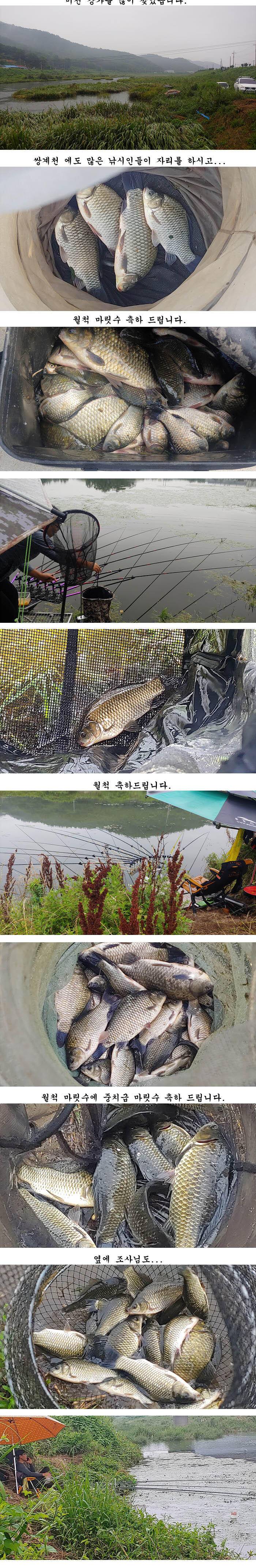 의성권 조황입니다 (조황조행기 - 특파원조황)