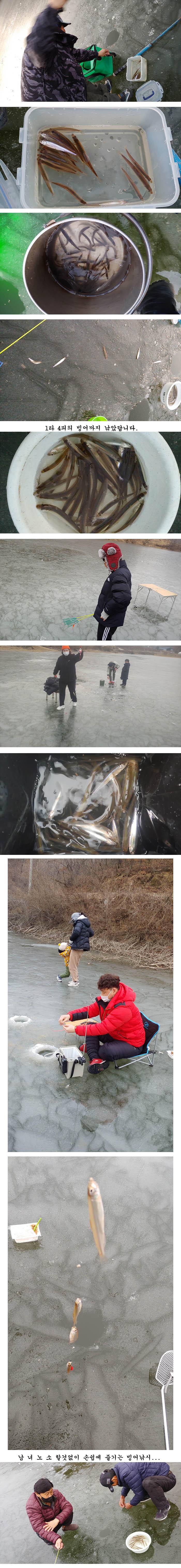 마릿수 대박 경북북부권 의성빙어얼음낚시 붕어 얼음낚시 (조황조행기 - 특파원조황)