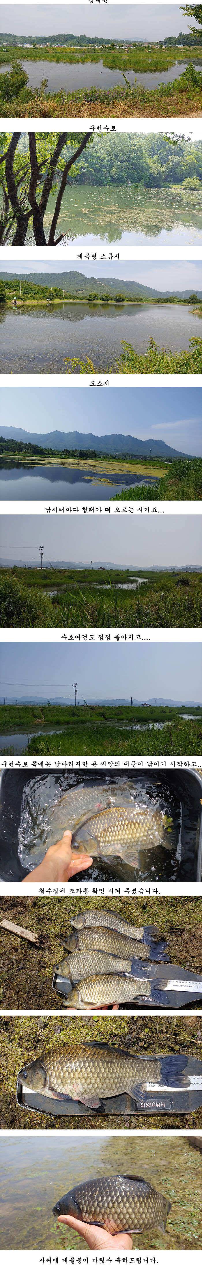 경북중부권 조황 (조황조행기 - 특파원조황)