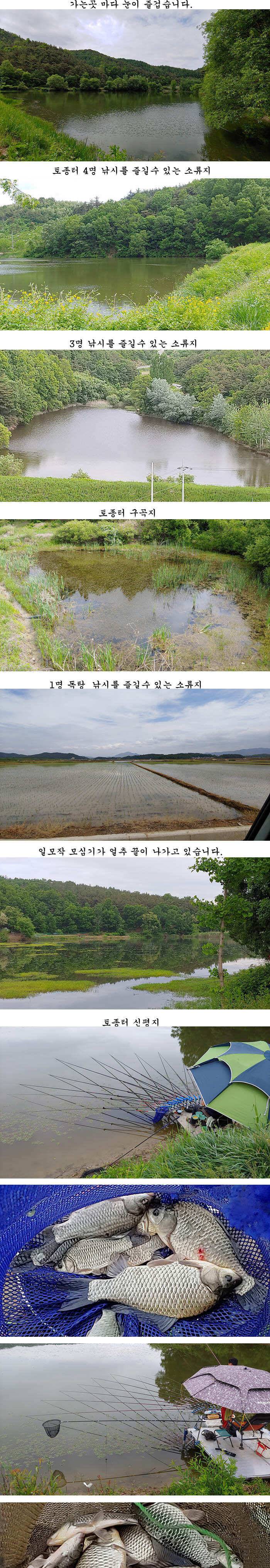 수로물이유입되는 의성서부권 배수걱정없는 의성동부와 북부 저수지들 (조황조행기 - 특파원조황)