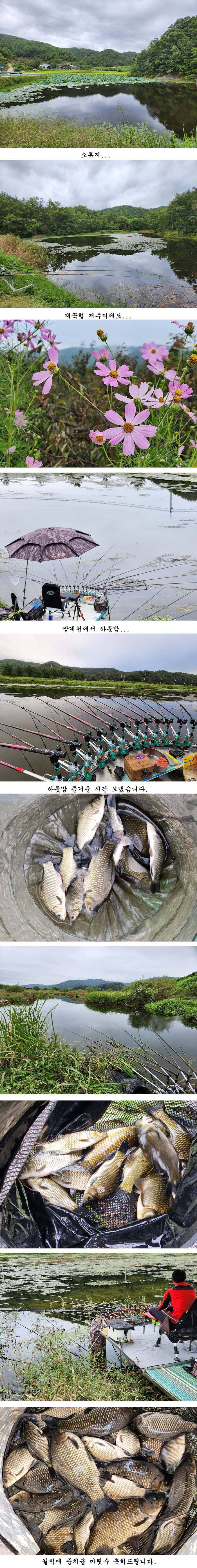 경북북부권 조황입니다 (조황조행기 - 특파원조황)