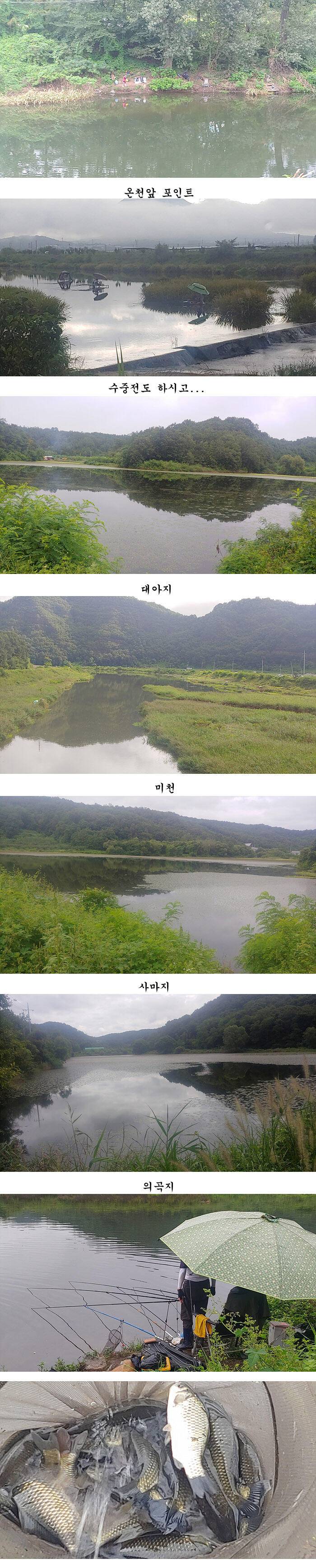 경북의성권 조황입니다 (조황조행기 - 특파원조황)